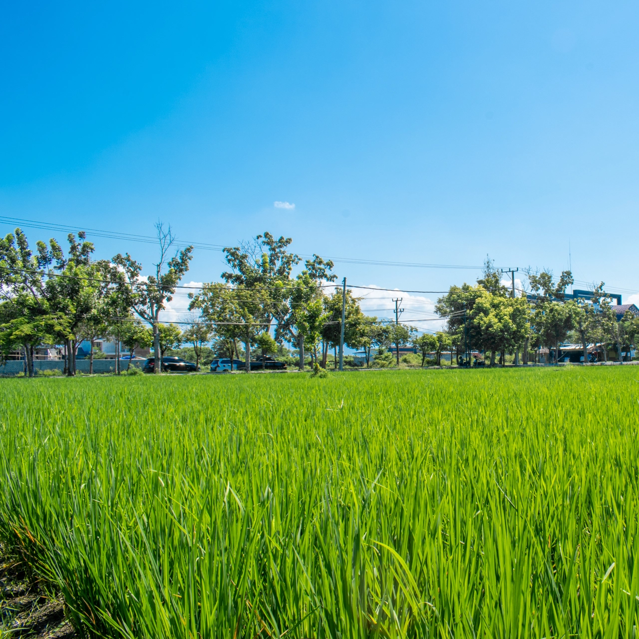 rice field in bali