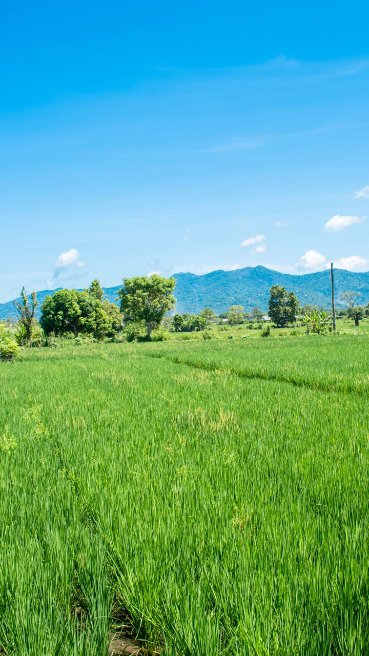 Rice fields in Bali