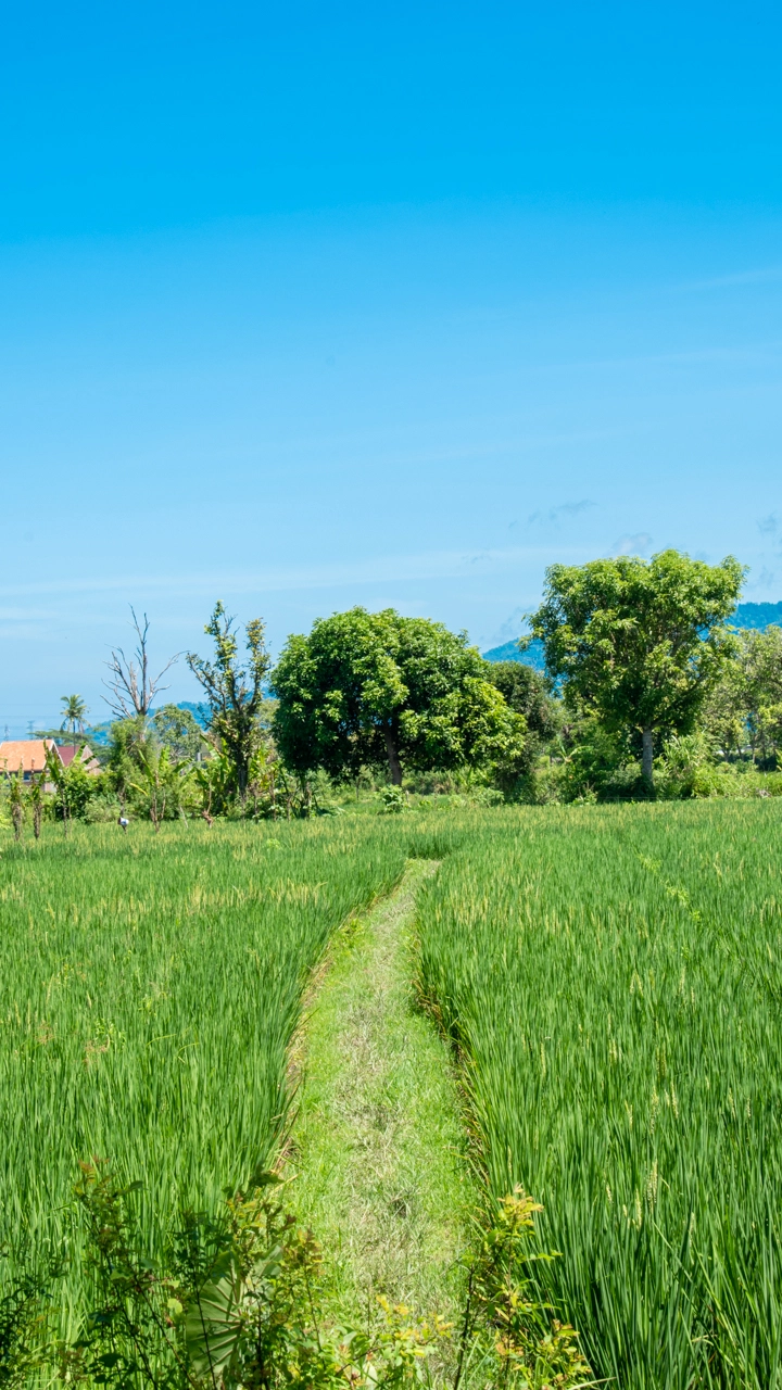 Rice fields in Bali