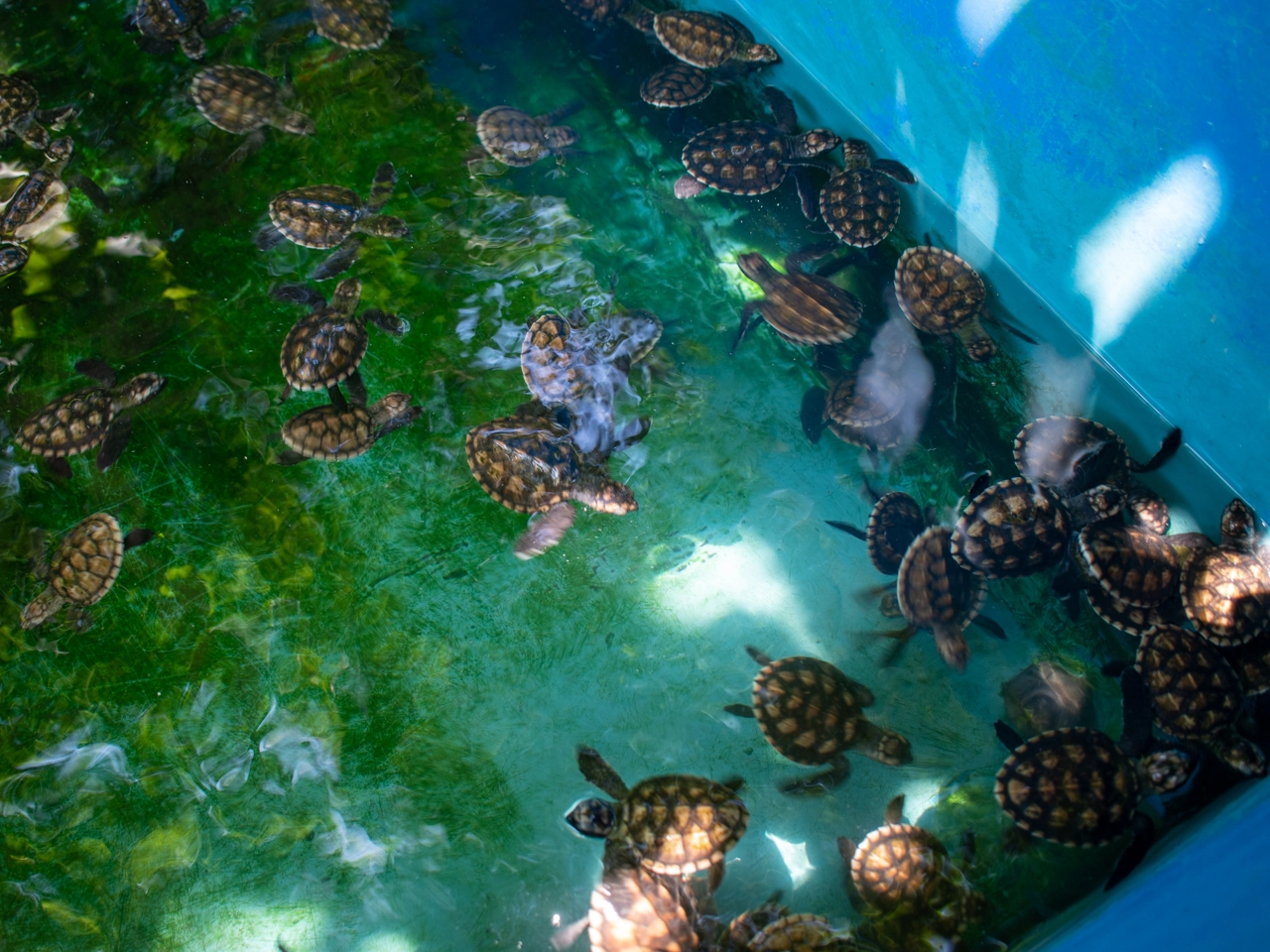 baby sea turtle hatchery on gili meno