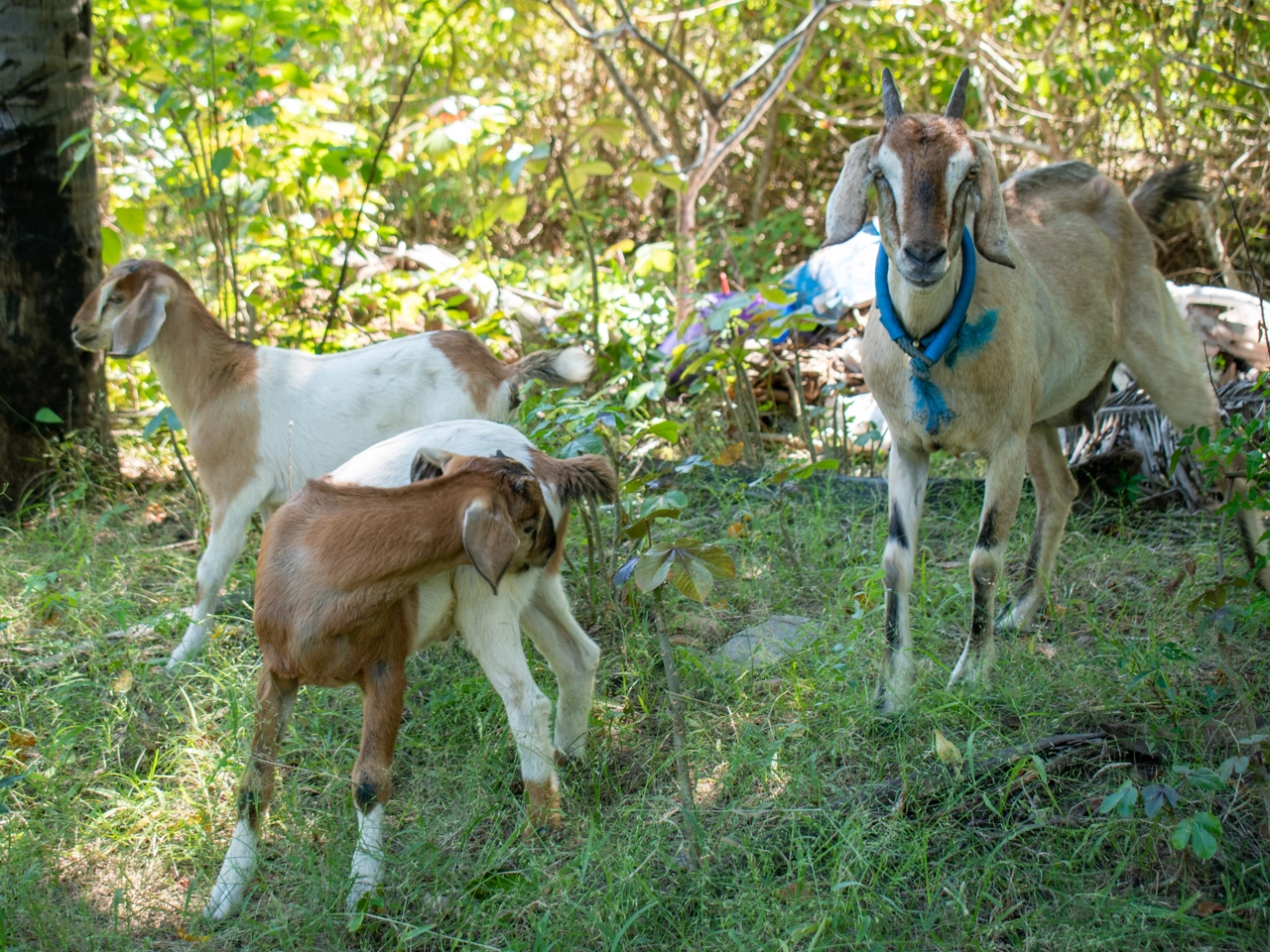 goat on gili trawangan