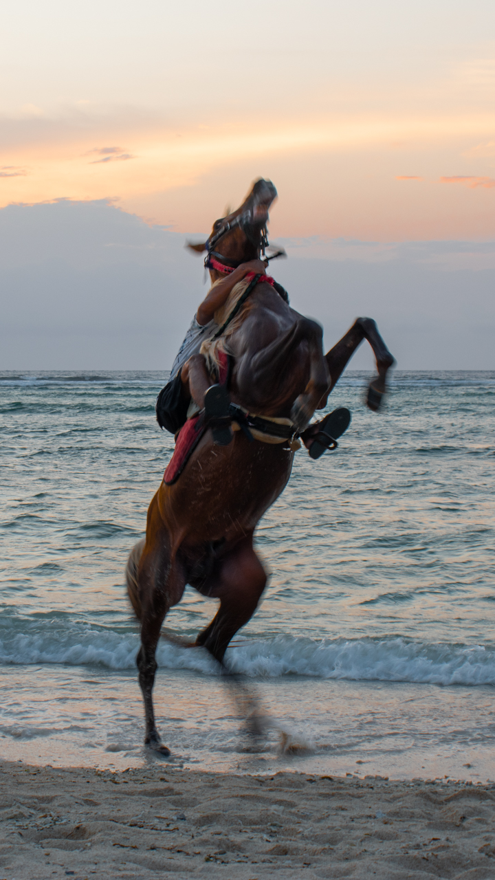 horse on gili trawangan beach during sunset