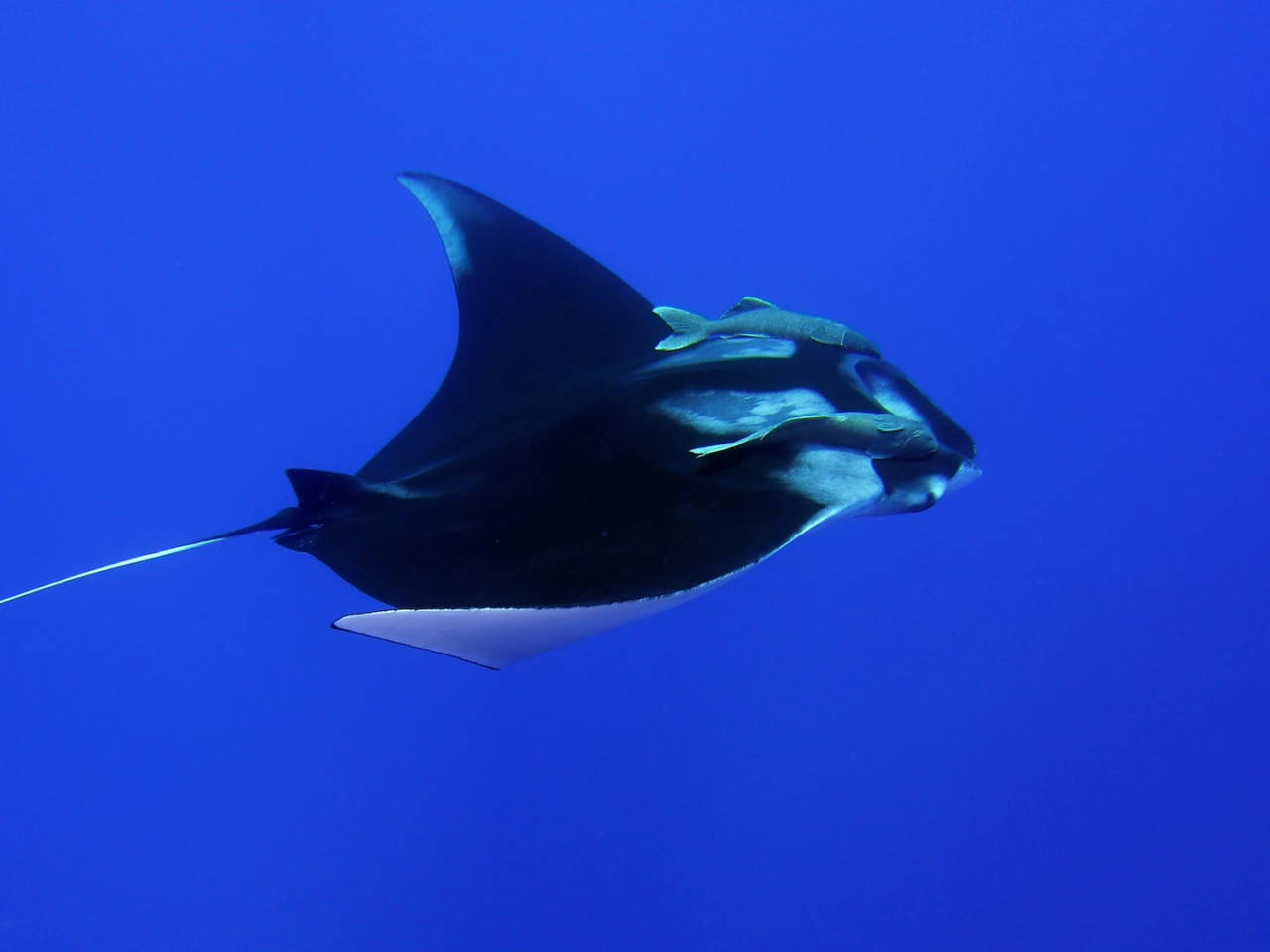 manta ray on gili trawangan