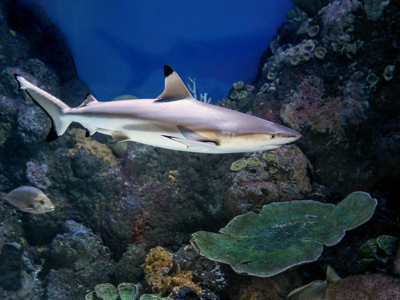 reef shark on gili trawangan
