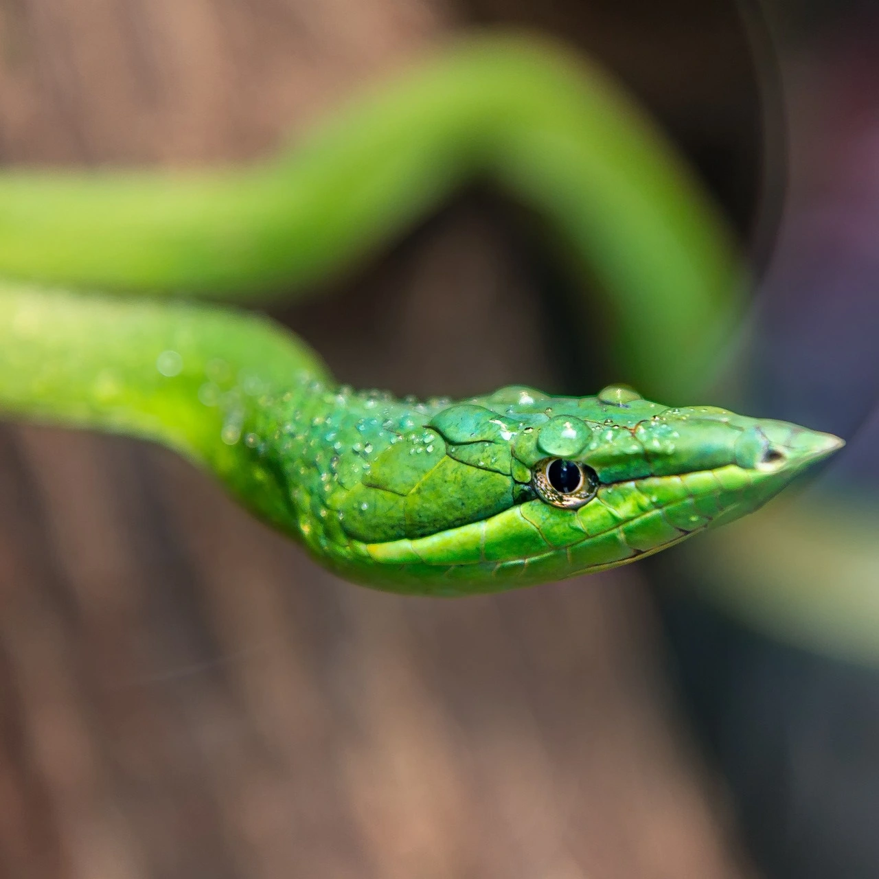 Oriental-whip snake