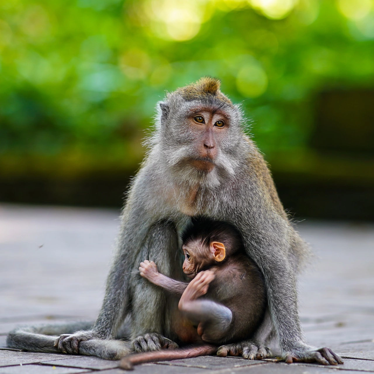 Ubud Monkey forest