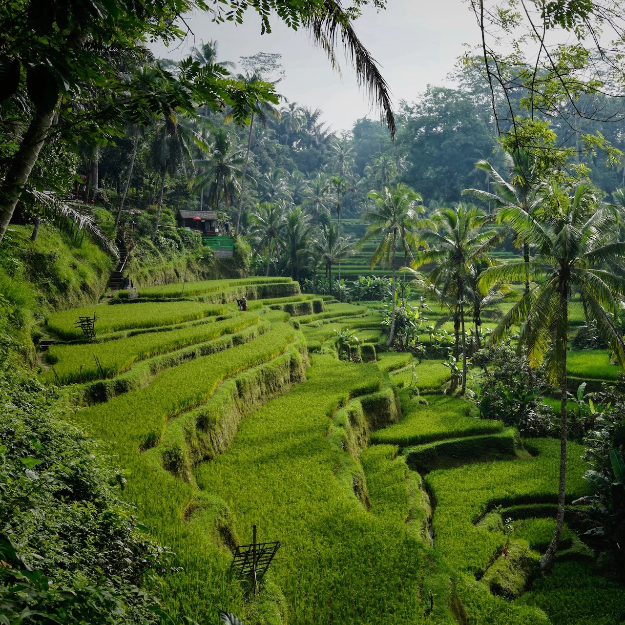Tegalalang rice fields